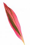 Leaf Of Cordyline Stock Photo