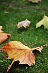 Leaves Stock Photo