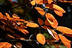 Leaves In Fall Stock Photo