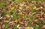 Leaves On Grass Stock Photo