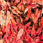 Leaves Red Lying On The Ground Stock Photo