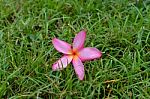 Leelavadee, Plumeria, Tropical Flower On Grass Field Stock Photo