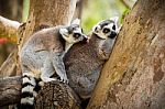 Lemur Sitting On A Tree Stock Photo