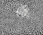 Leopard Background Stock Photo