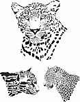 Leopard Heads Stock Photo