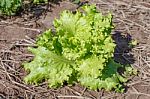 Lettuce Closeup Detail Stock Photo