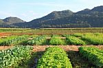 Lettuce Farm Near Mountain Stock Photo