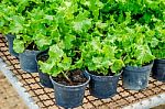 Lettuce In Plastic Pot Stock Photo