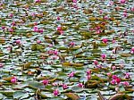 Lily Pads Stock Photo