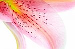 Lily Petal Abstract Stock Photo