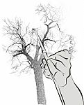 Line Drawing Of A Tree Stock Photo