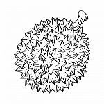 Line Drawing Of Durian -simple Line  Stock Photo