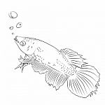 Line Drawing Of Fighting Fish Cartoon -simple Line  Stock Photo