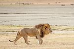 Lion  In Serengeti Stock Photo