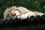 Lion Sleeping Stock Photo