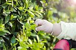 Little Baby Hand And Green Leaves Stock Photo