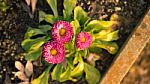 Little Flower In My The Plant Stock Photo