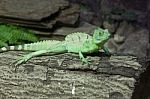 Little Lizard On A Stick  Stock Photo