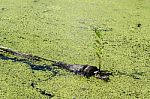 Little Plant Growth On Dead Tree Stock Photo