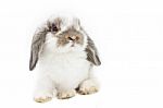 Little Rabbit Stock Photo