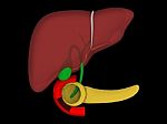 Liver. Structure Of The Human Liver Stock Photo