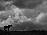 Lone Horse Silhouetted On A Hill In Black And White Stock Photo