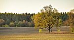 Lone Oak In A Green Spring Fields Stock Photo