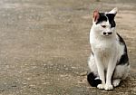 Lonely Cat Stock Photo