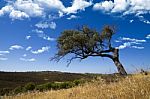 Lonely Tree On A Hill Stock Photo