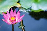 Lotus Bloom Pink Evening Stock Photo