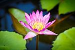 Lotus Bloom Pink Evening Stock Photo