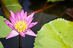 Lotus Bloom Pink Evening Stock Photo