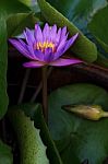 Lotus Blossom Stock Photo