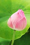 Lotus Flower Stock Photo