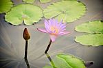 Lotus Flower Stock Photo