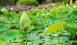 Lotus Flower Buds Stock Photo