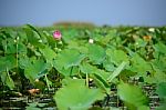 Lotus Flowers Stock Photo