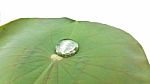 Lotus Leaves With Dew On White Background Stock Photo