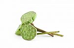 Lotus Seeds Stock Photo