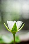 Lotus With Blurred Background Stock Photo