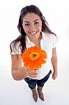 Lovely Girl Showing Orange Gerbera Flower Stock Photo