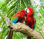 Loving Macaw Stock Photo