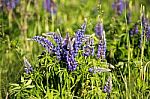 Lupinus, Lupin, Lupine Field With Blue Flowers Stock Photo