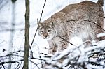 Lynx In A Winter Forest Stock Photo