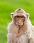 Macaque Mongkey Closeup Stock Photo