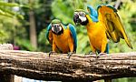 Macaw Stock Photo