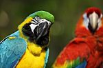 Macaws Stock Photo