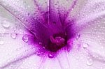 Macro Purple Flower With Bubble On Blurred Background Stock Photo