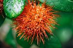 Macro Red Calliandra Haematocephala Flower After Rain Drop Stock Photo