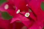 Magenta Bougainvillea Flowers Stock Photo